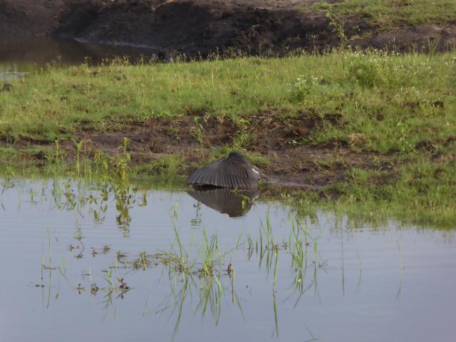 ../photos/Botswana/Jane/P1040006.jpg?t=1775280941