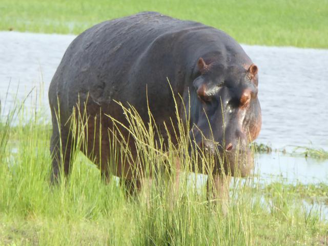 ../photos/Botswana/Jane/P1040021.jpg?t=1775280941