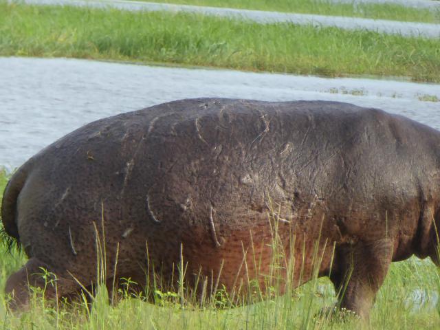 ../photos/Botswana/Jane/P1040023.jpg?t=1775280941