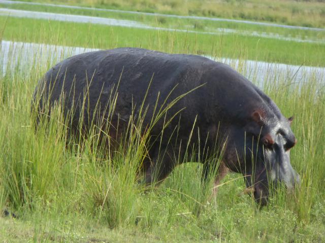 ../photos/Botswana/Jane/P1040025.jpg?t=1775280941