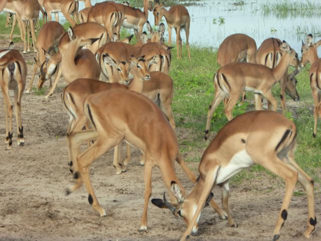 ../photos/Botswana/Jane/P1040026.jpg?t=1775280941