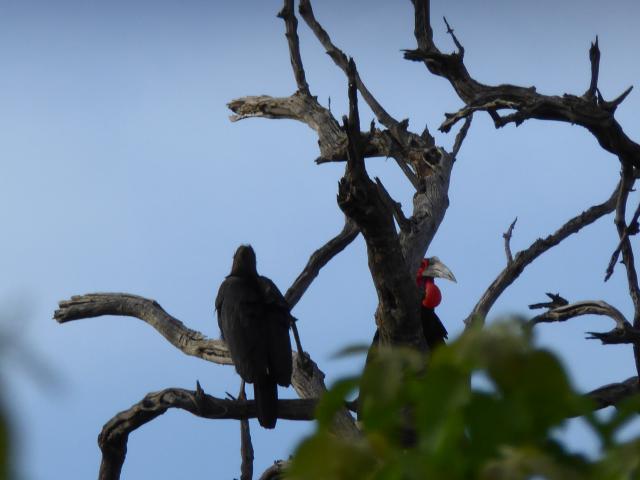 ../photos/Botswana/Jane/P1040032.jpg?t=1775280941