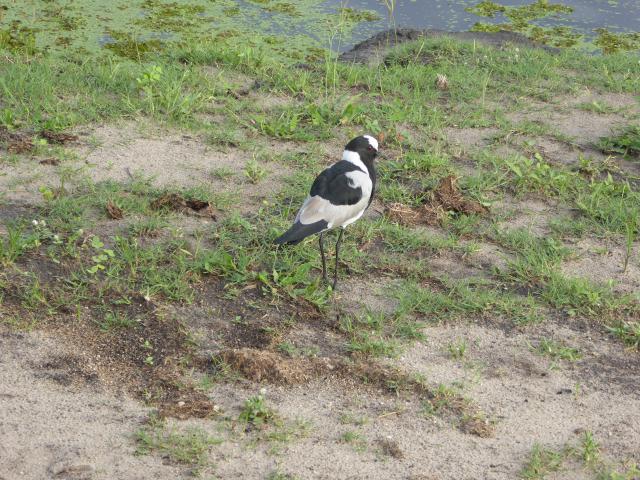 ../photos/Botswana/Jane/P1040036.jpg?t=1775280941