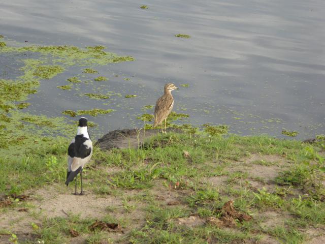 ../photos/Botswana/Jane/P1040038.jpg?t=1775280941