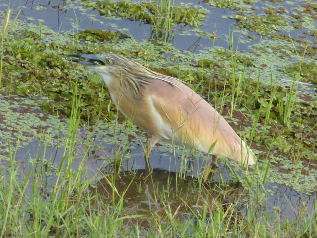 ../photos/Botswana/Jane/P1040042.jpg?t=1775280941