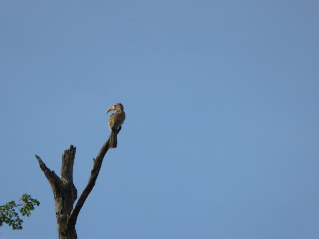 ../photos/Botswana/Jane/P1040045.jpg?t=1775280941