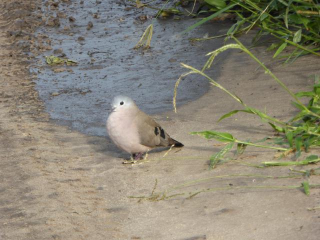 ../photos/Botswana/Jane/P1040055.jpg?t=1775280941