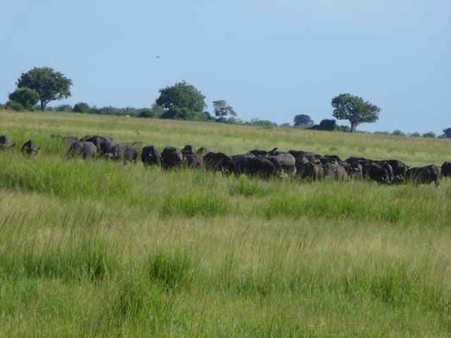 ../photos/Botswana/Jane/P1040069.jpg?t=1775280941