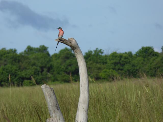 ../photos/Botswana/Jane/P1040072.jpg?t=1775280941