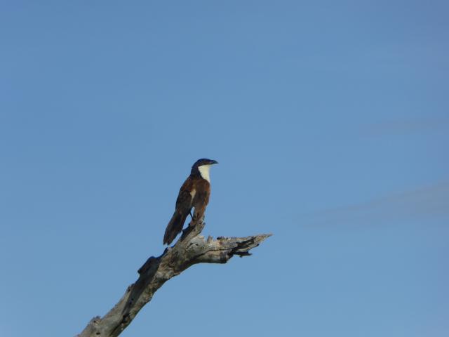 ../photos/Botswana/Jane/P1040074.jpg?t=1775280941