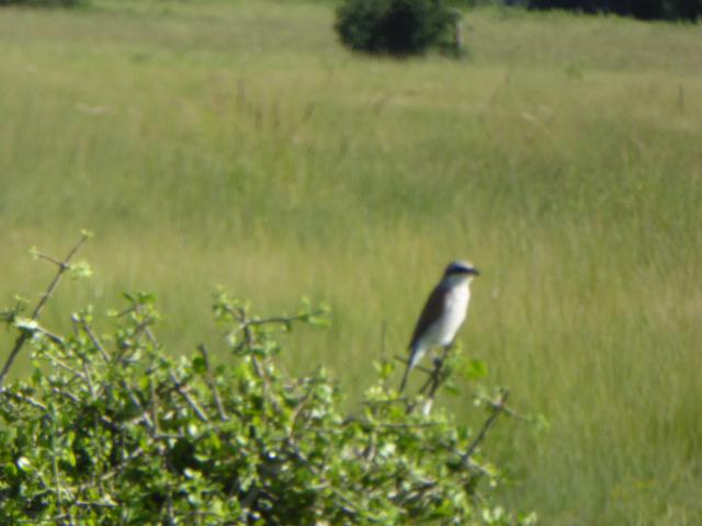 ../photos/Botswana/Jane/P1040084.jpg?t=1775280941