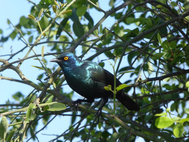 ../photos/Botswana/Jane/P1040089.jpg?t=1775280941