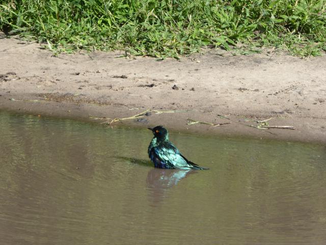 ../photos/Botswana/Jane/P1040094.jpg?t=1775280941