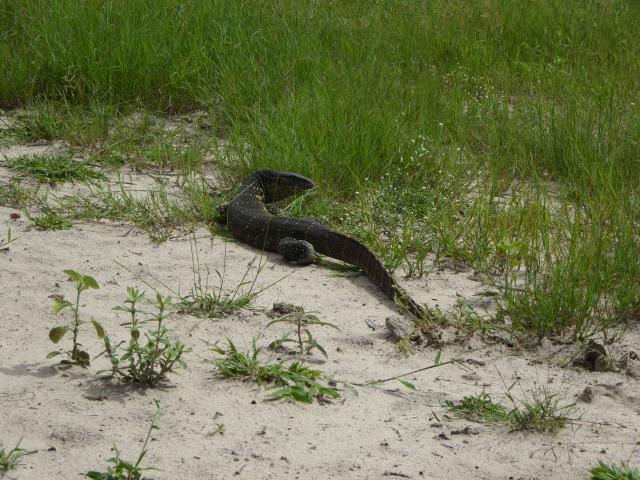 ../photos/Botswana/Jane/P1040109.jpg?t=1775280941