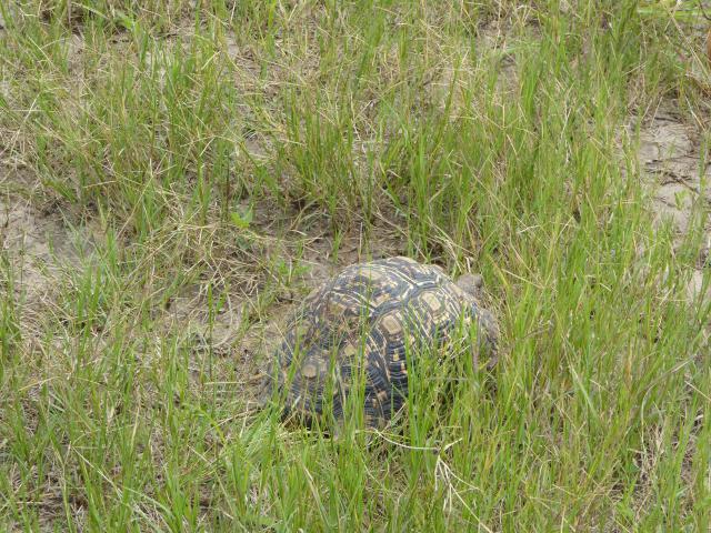 Botswana/Jane/P1040113.jpg