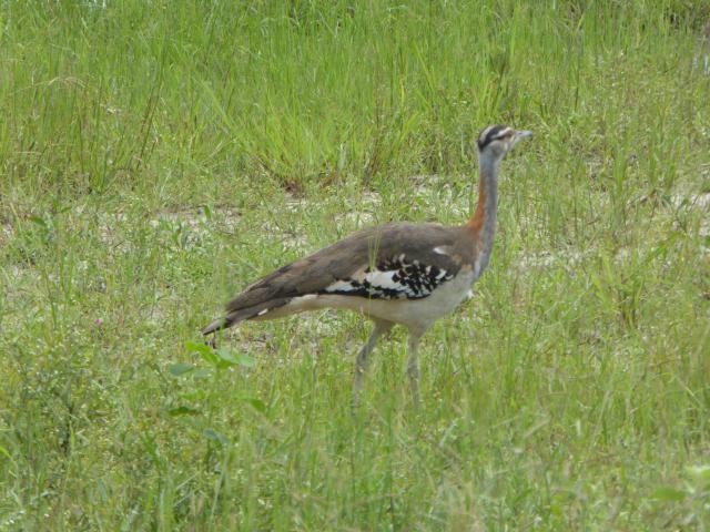 ../photos/Botswana/Jane/P1040117.jpg?t=1775280941
