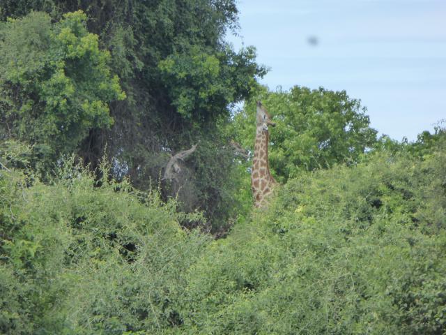../photos/Botswana/Jane/P1040118.jpg?t=1775280941