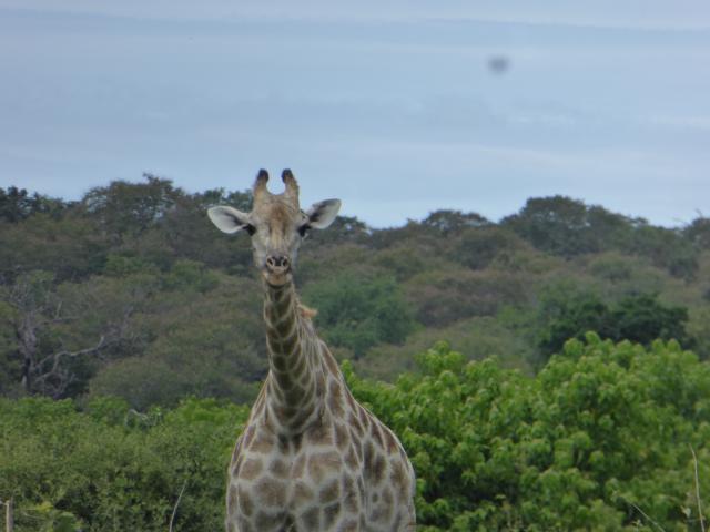 ../photos/Botswana/Jane/P1040130.jpg?t=1775280941