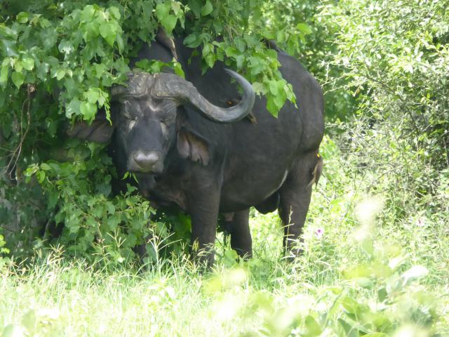 ../photos/Botswana/Jane/P1040157.jpg?t=1775280941