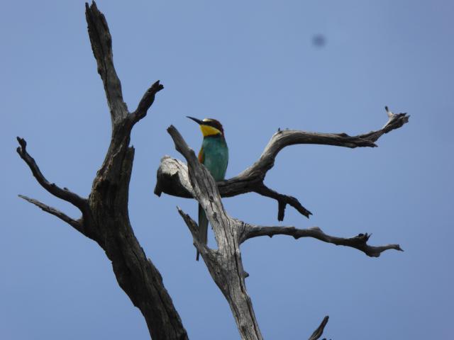 ../photos/Botswana/Jane/P1040161.jpg?t=1775280941