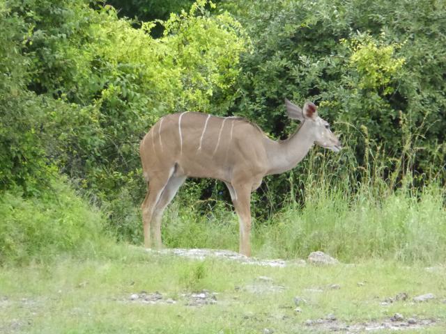 ../photos/Botswana/Jane/P1040191.jpg?t=1775325217