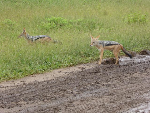 ../photos/Botswana/Jane/P1040208.jpg?t=1775325217