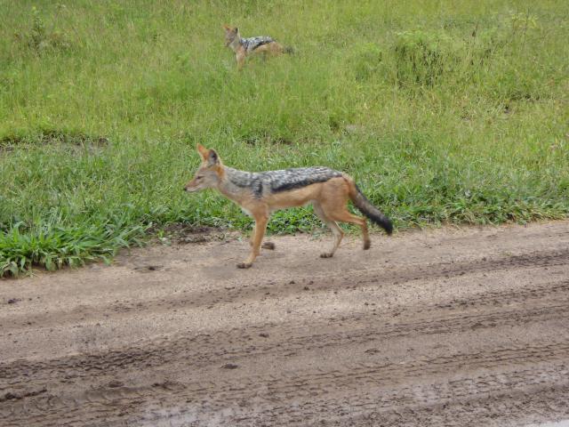../photos/Botswana/Jane/P1040211.jpg?t=1775325217