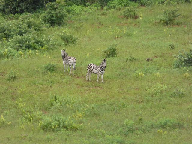 ../photos/Botswana/Jane/P1040214.jpg?t=1775325217