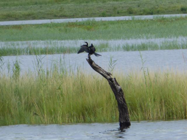 ../photos/Botswana/Jane/P1040219.jpg?t=1775325217