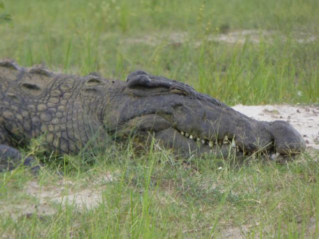 Botswana/Jane/P1040245.jpg