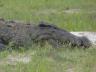 ../photos/Botswana/Jane/P1040245_1.jpg?t=1775325217