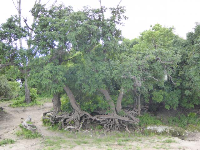 ../photos/Botswana/Jane/P1040260.jpg?t=1775325217