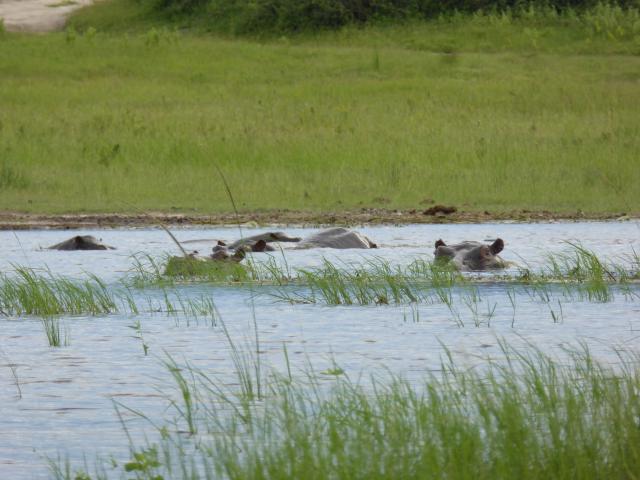 ../photos/Botswana/Jane/P1040292.jpg?t=1775325217