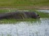 ../photos/Botswana/Jane/P1040293_1.jpg?t=1775325217