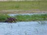 ../photos/Botswana/Jane/P1040302_1.jpg?t=1775325217