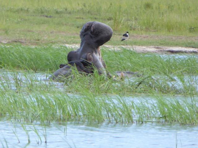 ../photos/Botswana/Jane/P1040308.jpg?t=1775325217