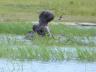 ../photos/Botswana/Jane/P1040308_1.jpg?t=1775325217