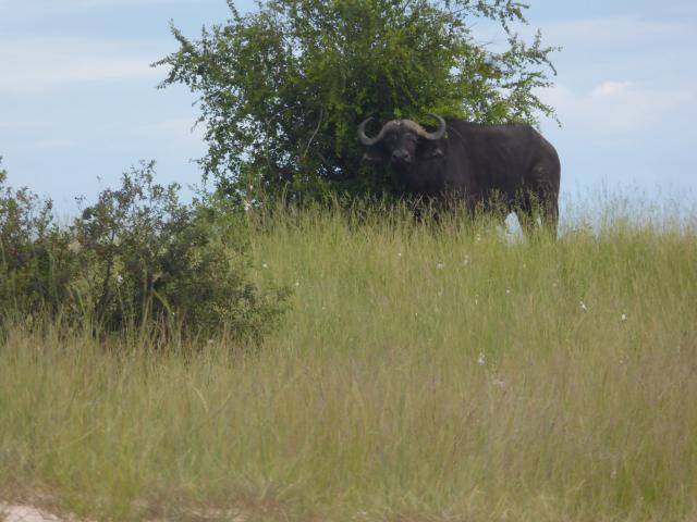 ../photos/Botswana/Jane/P1040312.jpg?t=1775325217