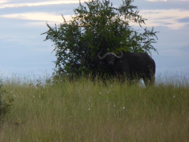 ../photos/Botswana/Jane/P1040313.jpg?t=1775325217