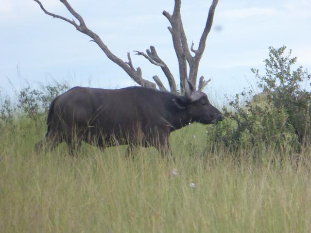 ../photos/Botswana/Jane/P1040316.jpg?t=1775325217