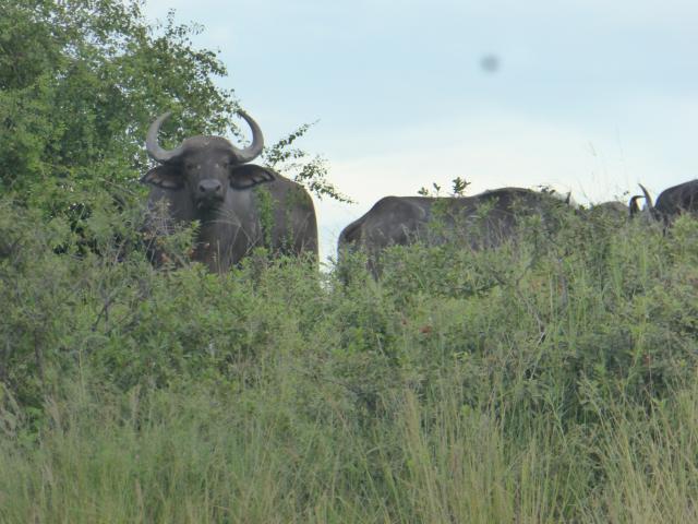 ../photos/Botswana/Jane/P1040317.jpg?t=1775325217