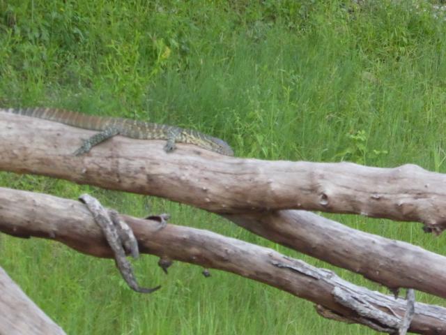 ../photos/Botswana/Jane/P1040322.jpg?t=1775422308