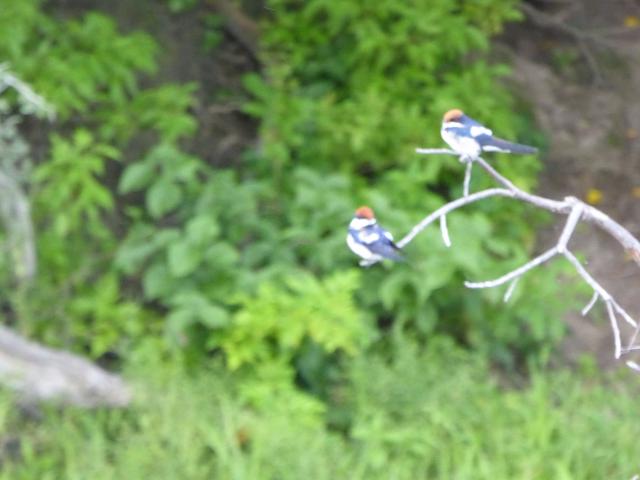 ../photos/Botswana/Jane/P1040324.jpg?t=1775422308