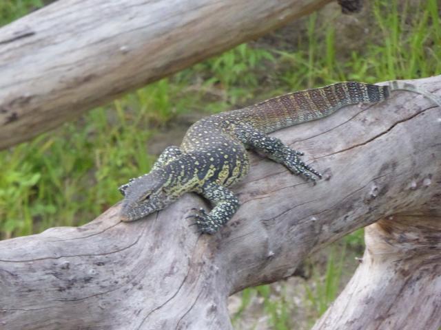 ../photos/Botswana/Jane/P1040325.jpg?t=1775422308