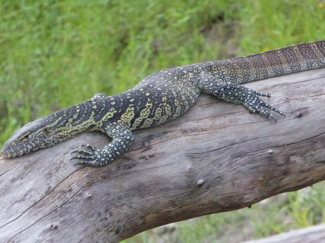 ../photos/Botswana/Jane/P1040326.jpg?t=1775422308