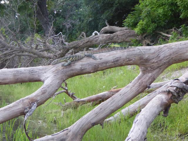 ../photos/Botswana/Jane/P1040327.jpg?t=1775422308