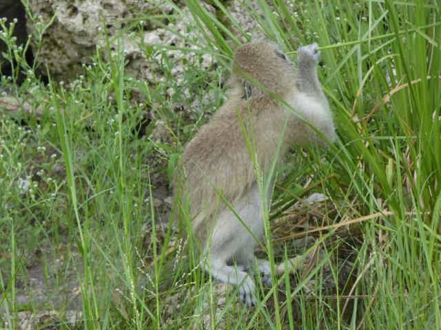 ../photos/Botswana/Jane/P1040338.jpg?t=1775422308