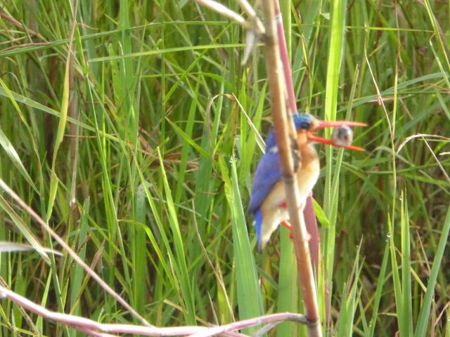 ../photos/Botswana/Jane/P1040356.jpg?t=1775422308