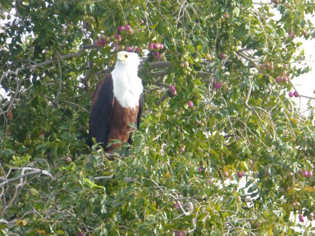 ../photos/Botswana/Jane/P1040366.jpg?t=1775422308
