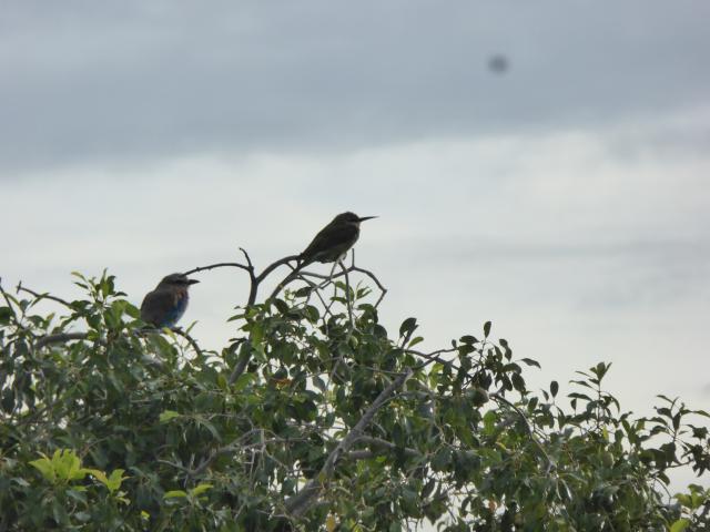 ../photos/Botswana/Jane/P1040371.jpg?t=1775422308